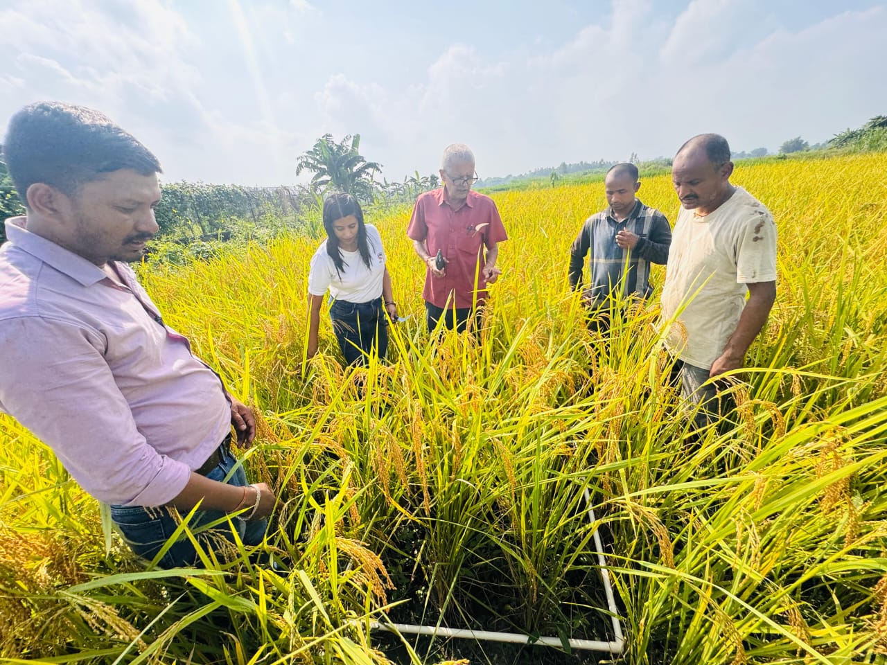 धानको उत्पादन घटेसँगै मूल्यमा पनि गिरावट