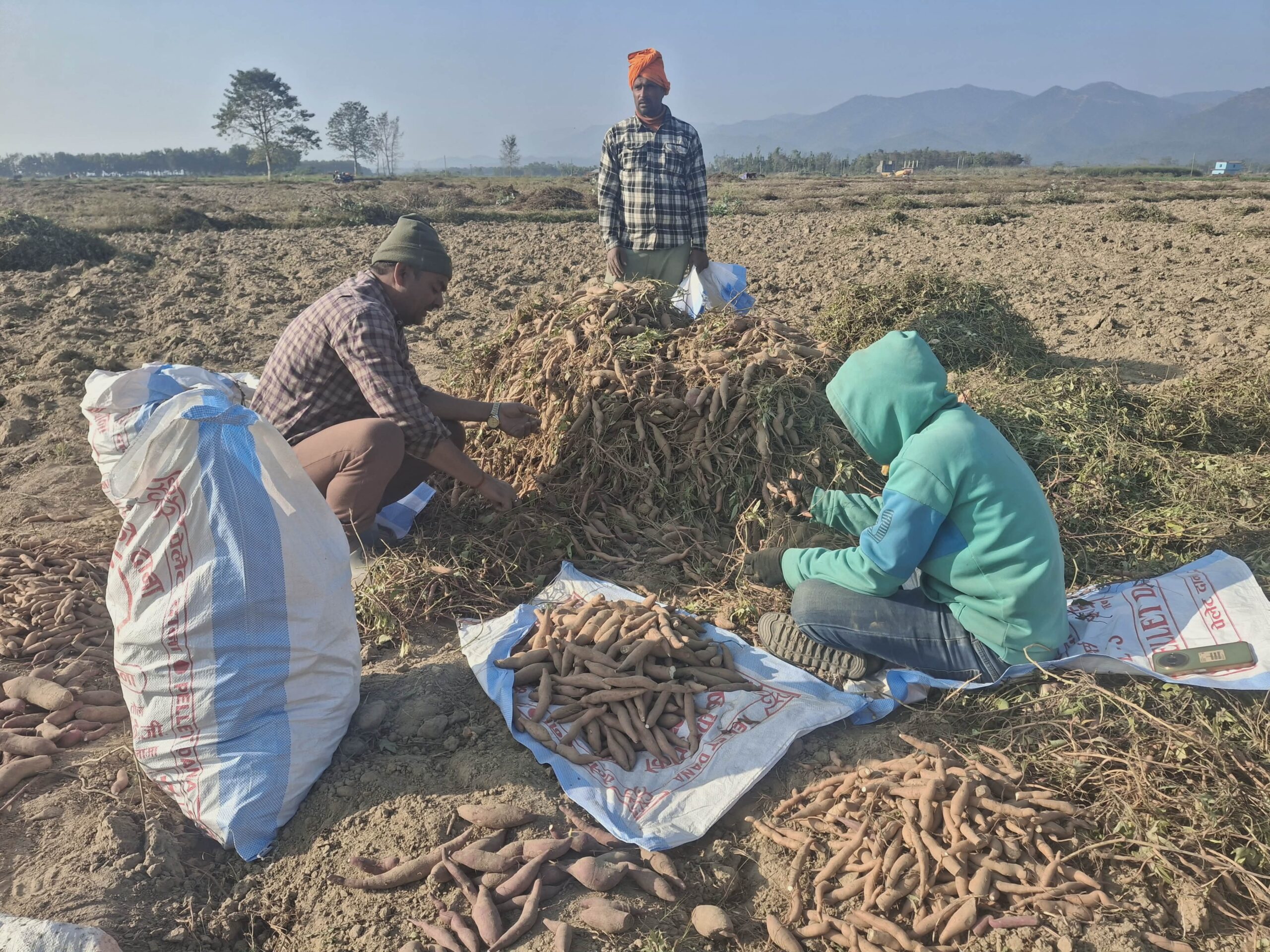 किसानलाई सखरखण्ड खन्नेदेखि बिक्रीका लागि भ्याइ नभ्याइ